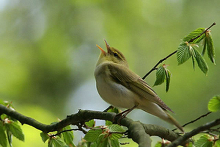 singing_bird