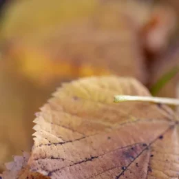 Autumn Sabbatical Programme